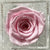 Light Pink Signature Velvets Box