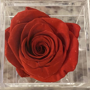 Red Petite Velvets Box