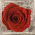 Red Petite Velvets Box