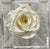 White Petite Velvets Box